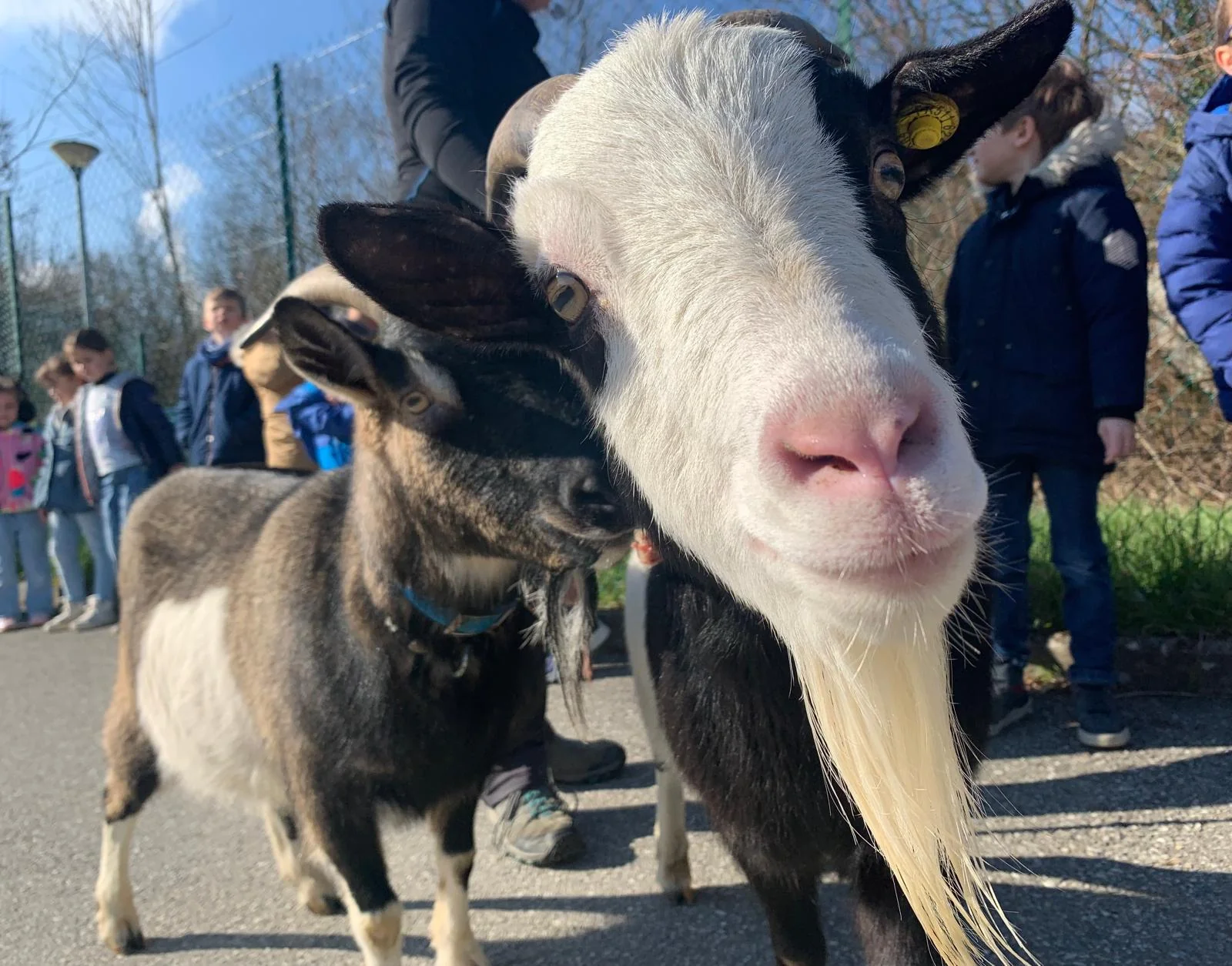 Gros plan de chèvres de la ferme