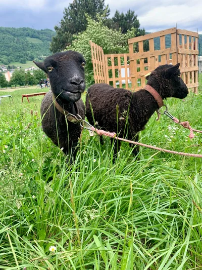 Atelier « Zoom sur les animaux de la ferme » - Présentation des moutons
