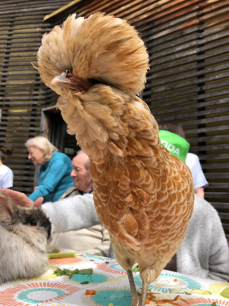 Séance de Médiation par l'animal avril 2022