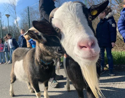 Rasta et Rocket, les boucs