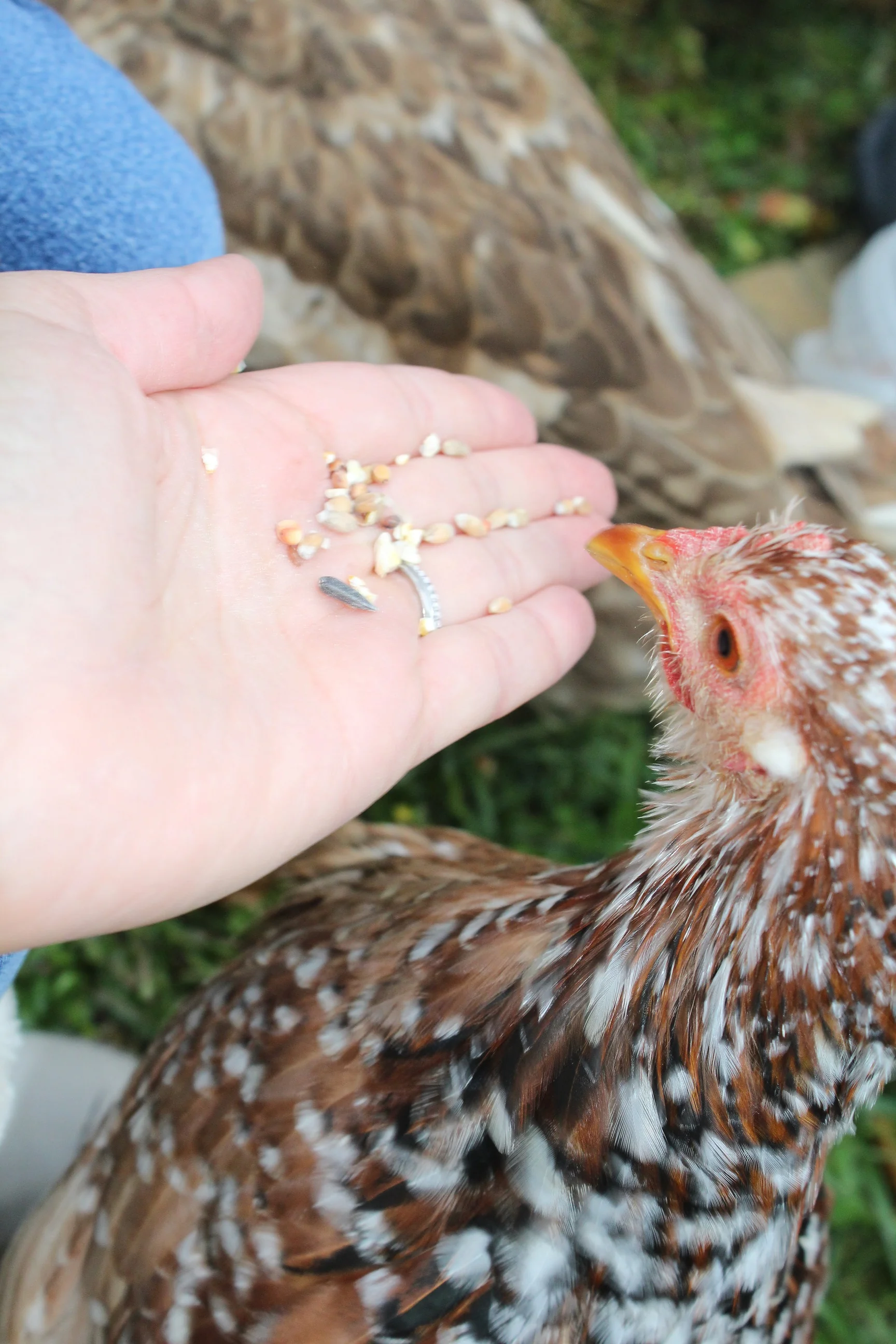 Nos animaux médiateurs