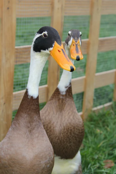 Chouchou et Loulou, nos canards coureurs Indien
