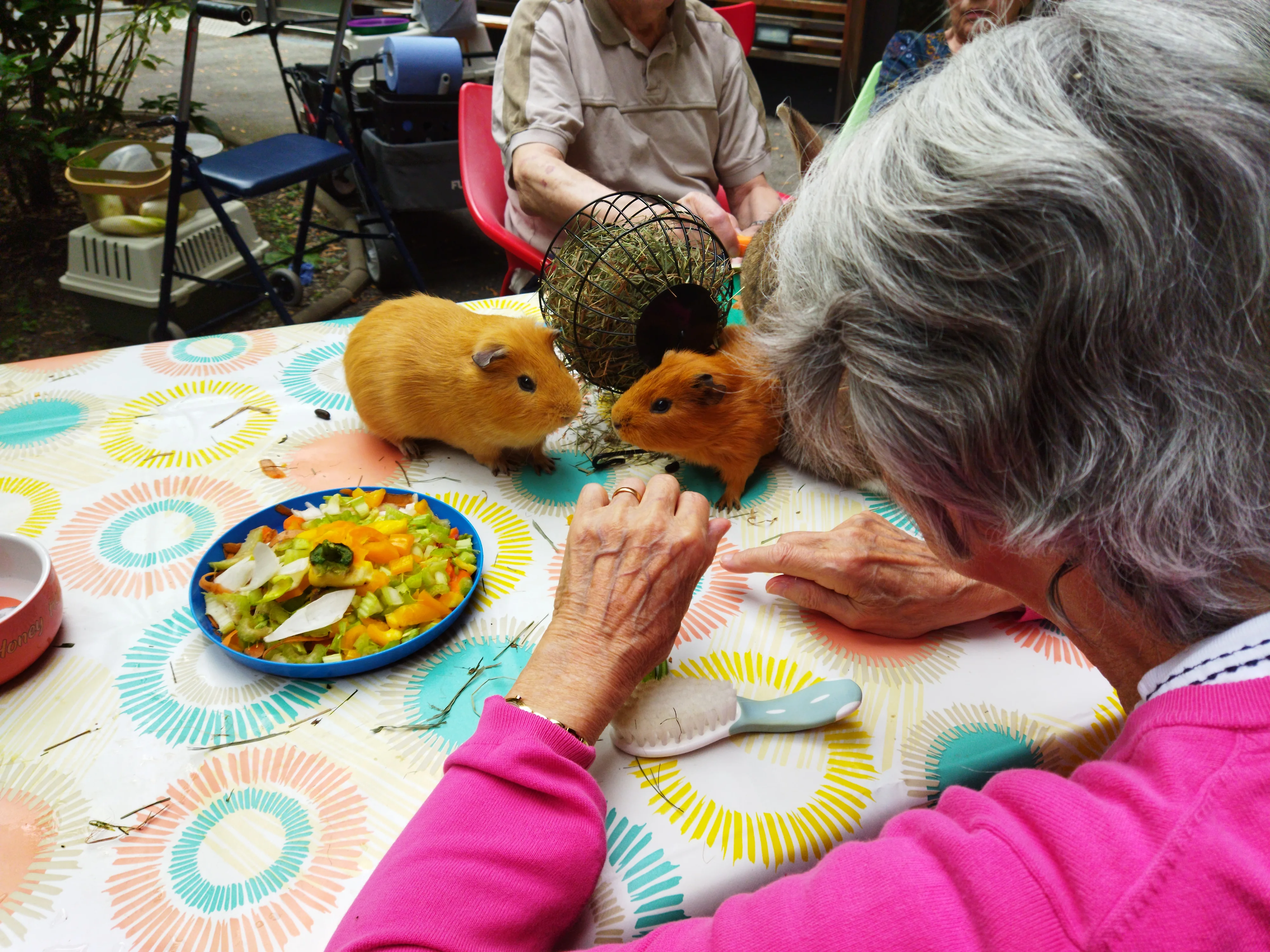 Séance de Médiation par l'animal en établissement