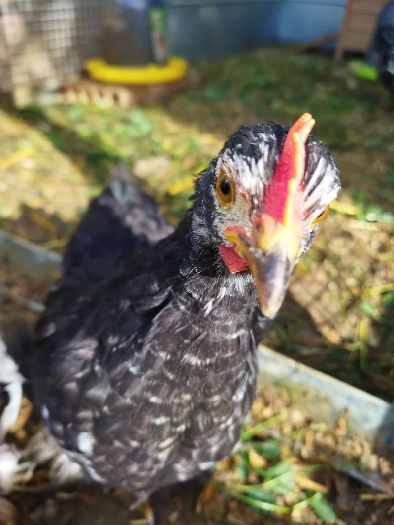 Jeune poule — Zoom sur les animaux de la ferme
