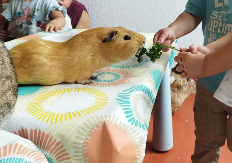 Séance de médiation par l'animal