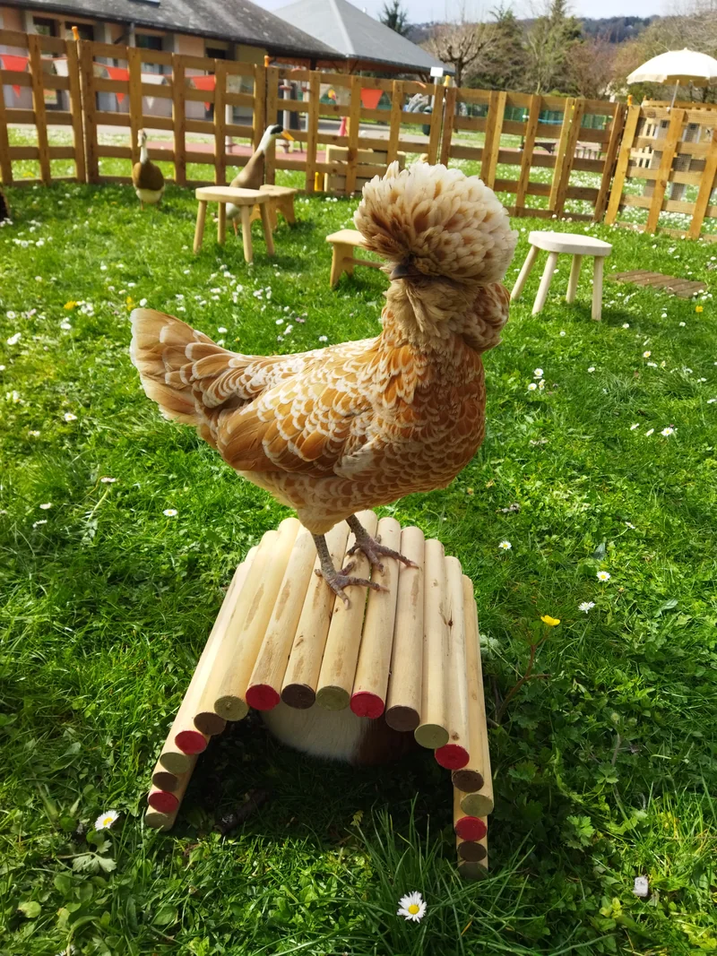 Séance de médiation par l'animal
