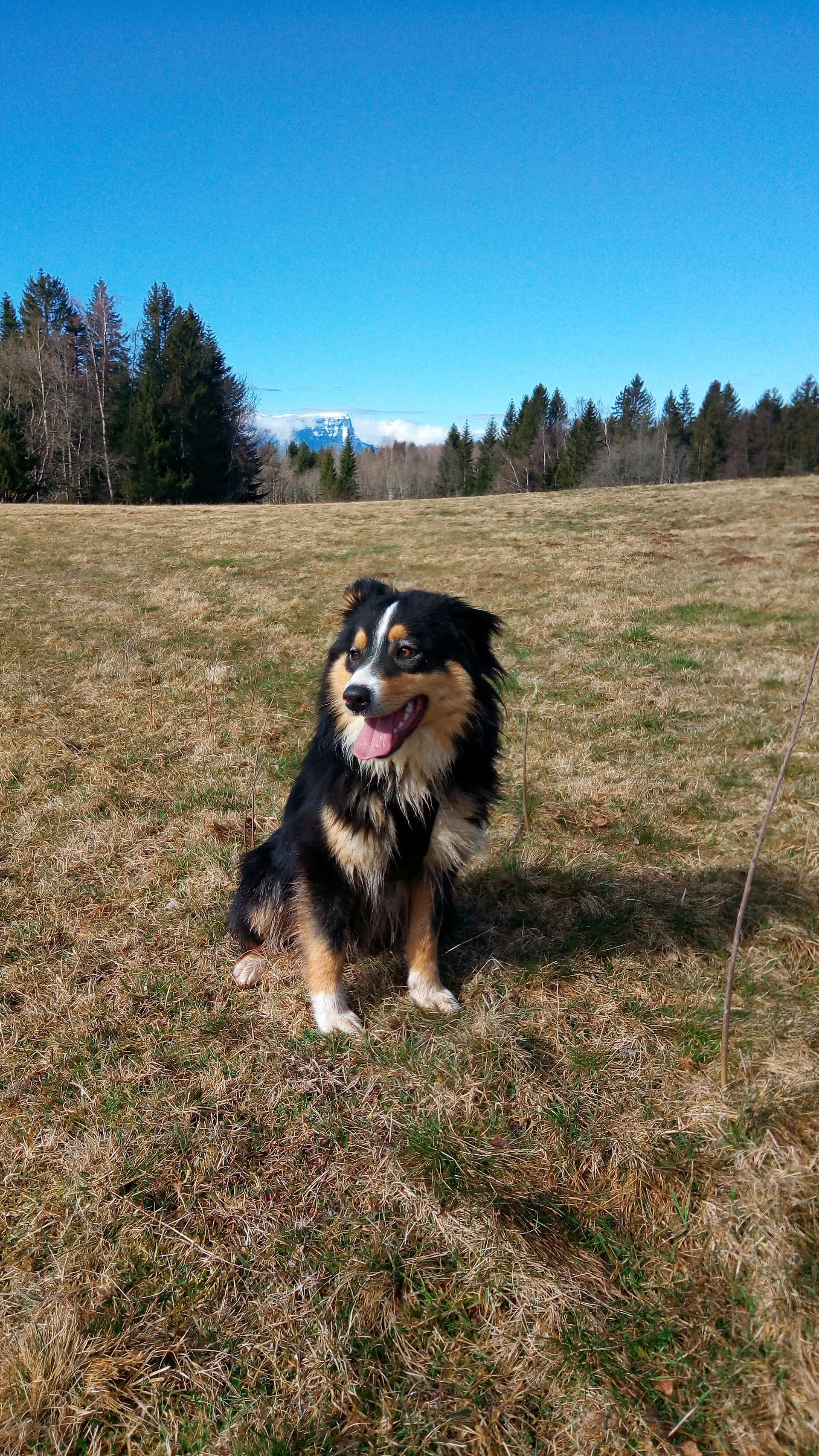 Panache, chien calme et éduqué pour accompagner les personnes cynophobes