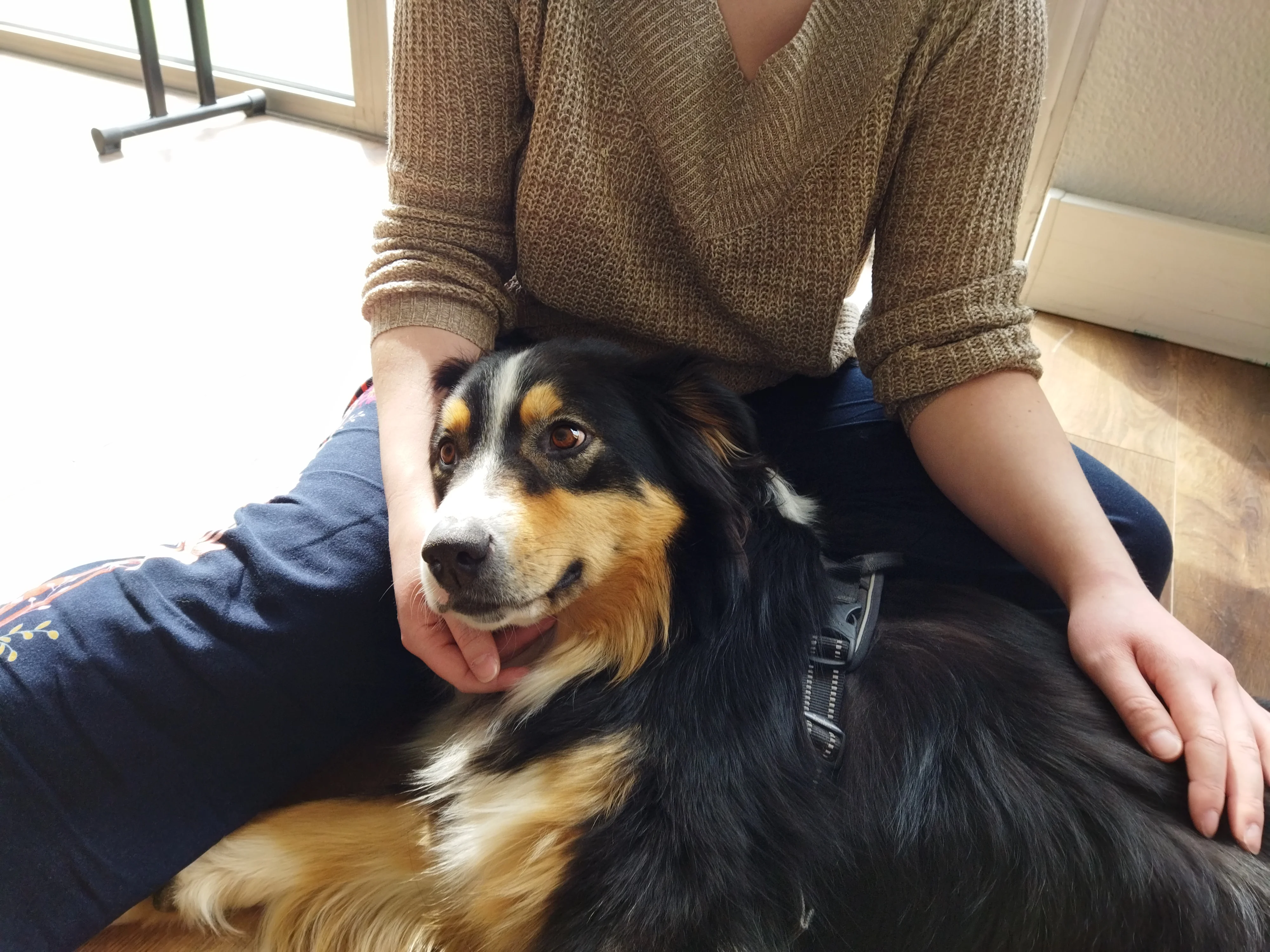 Atelier de Médiation par l'animal avec mes compagnons à poils