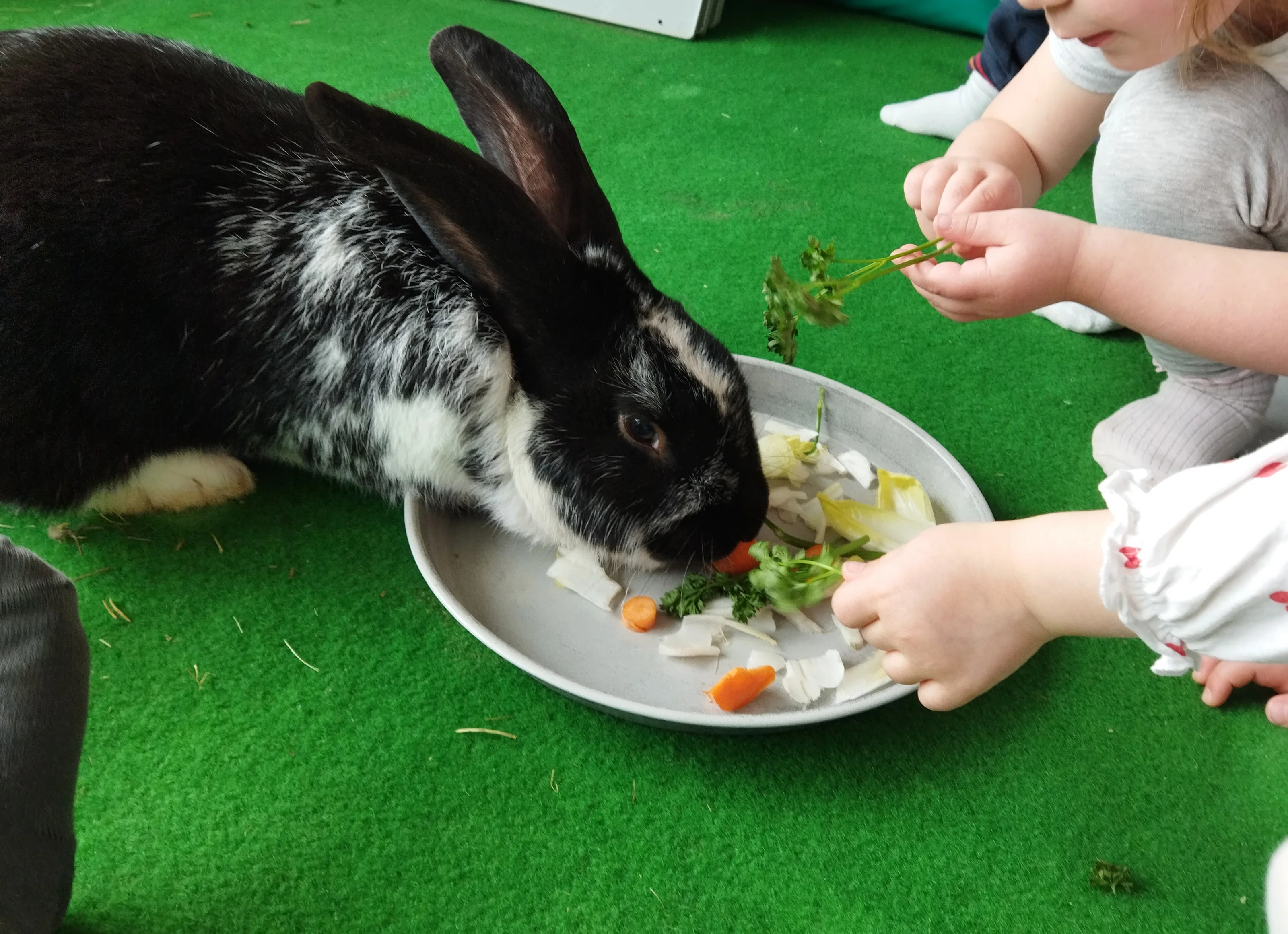 Séance de Médiation par l'animal d'avril 2022