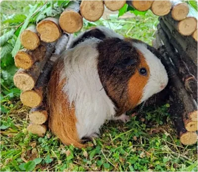 Cookie, cochon d'Inde à poils longs