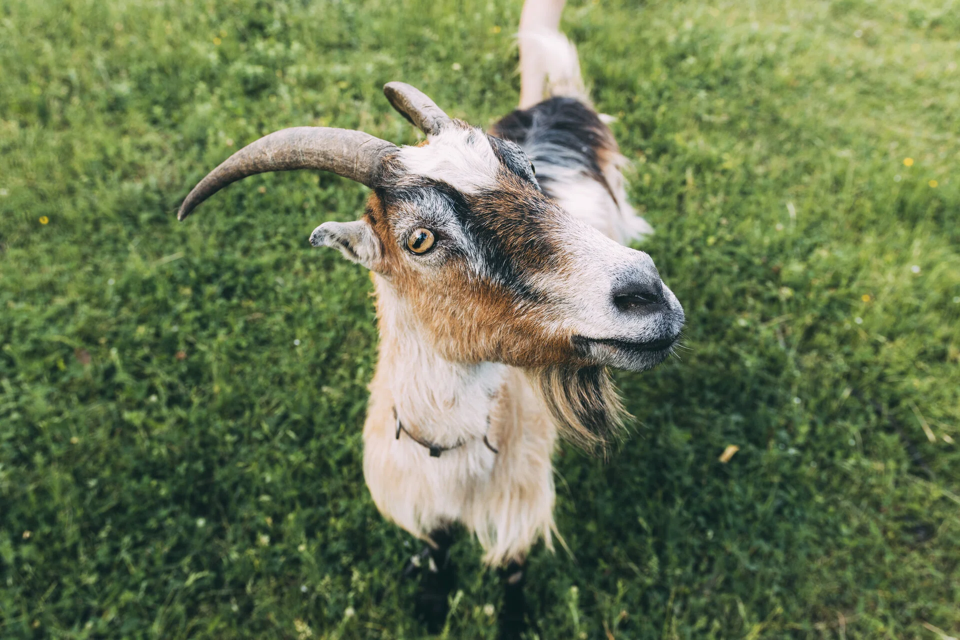 Intervention itinérante avec les animaux