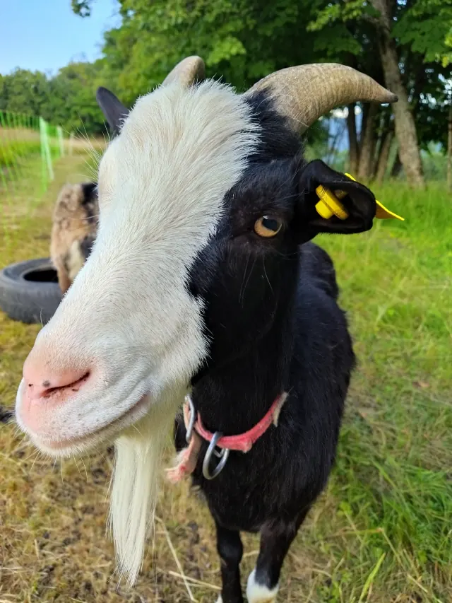 Chèvre