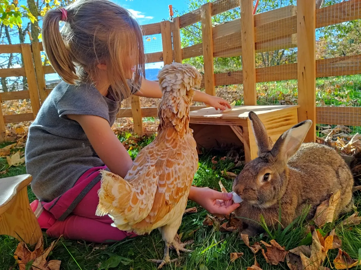Petite fille nourrissant une poule et un lapin lors d'un atelier découverte