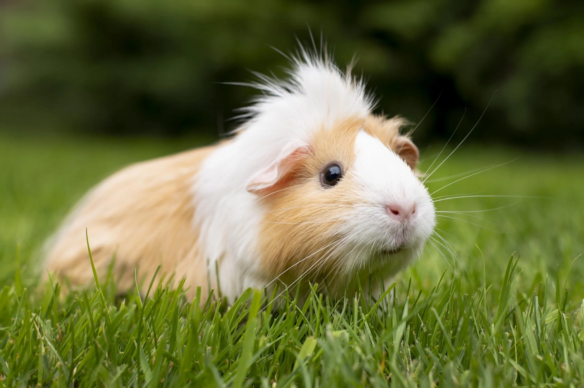 Nos cochons d'Inde - petits compagnons sociables pour la médiation