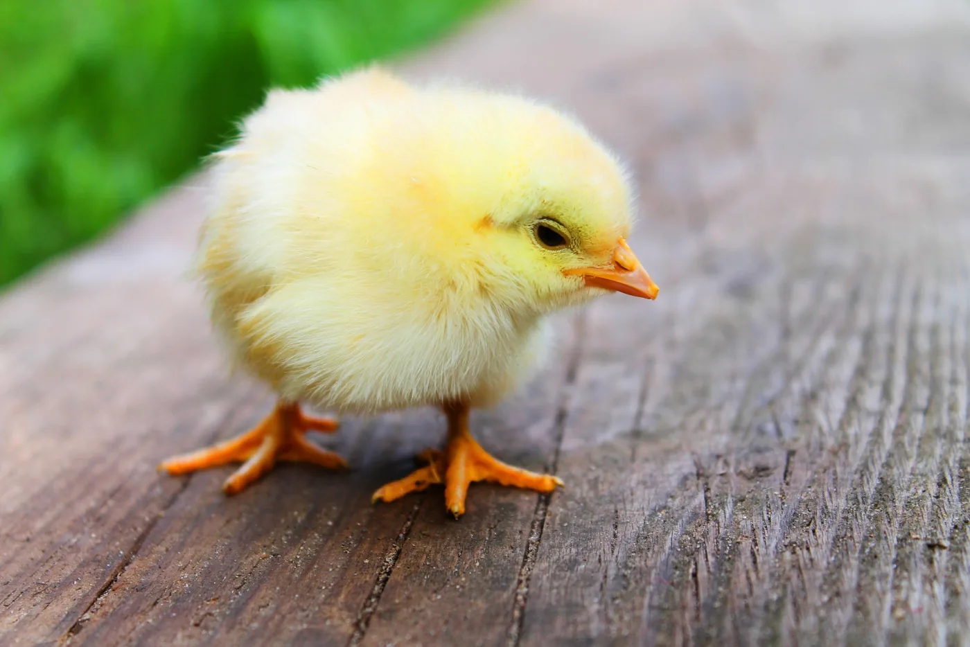 Poussin éclos en couveuse pour le projet pédagogique à la crèche