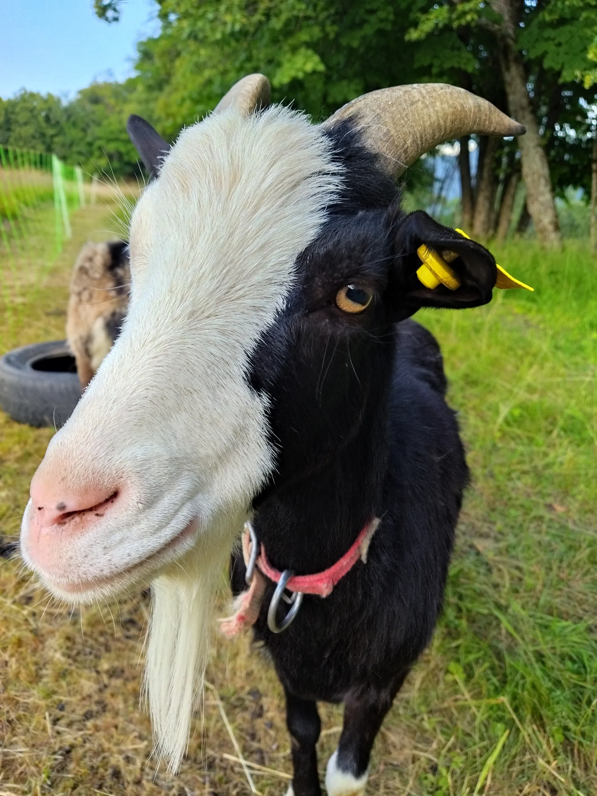 Chèvre